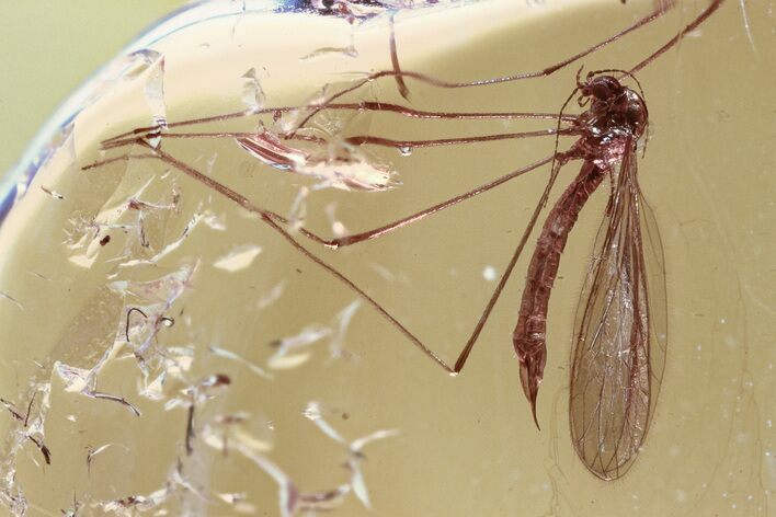 Fossil Crane Fly (Limoniidae) In Baltic Amber #307823